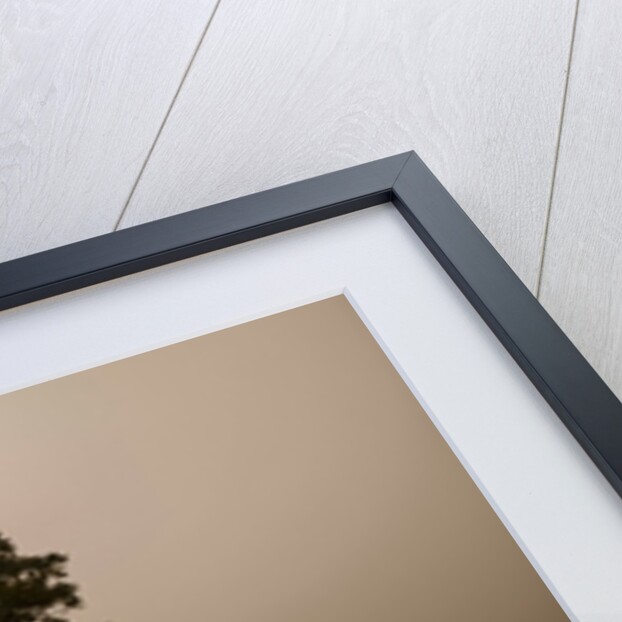 Single Tree in mist and fog by Assaf Frank